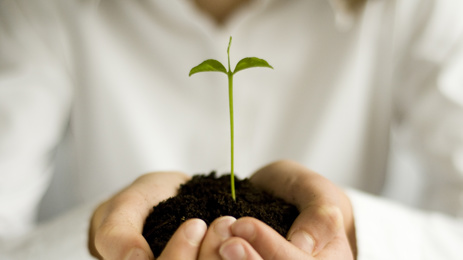 Holding a plant