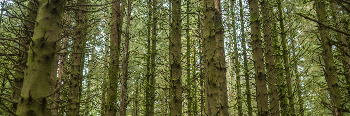 Picture of Forest