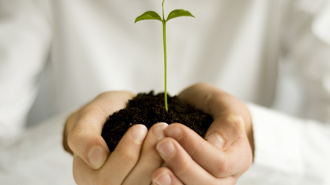 hands holding a seed