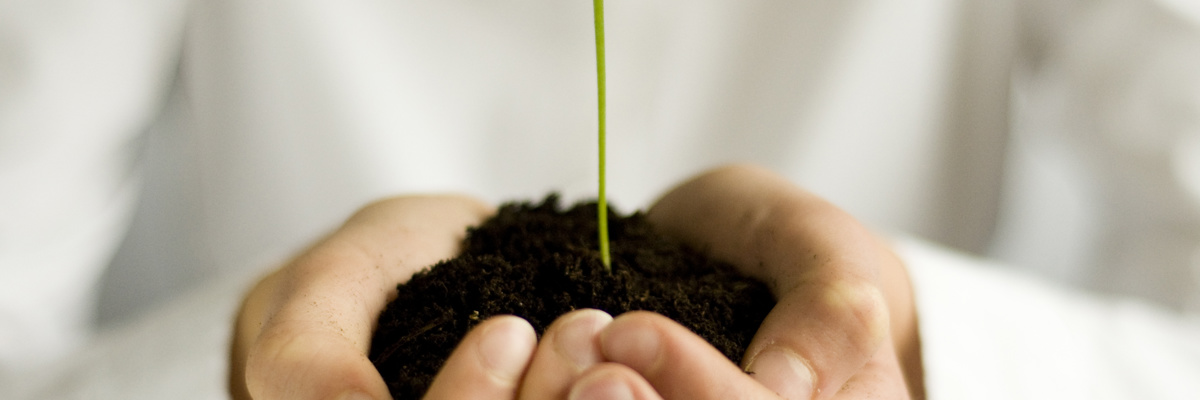 hands holding seed