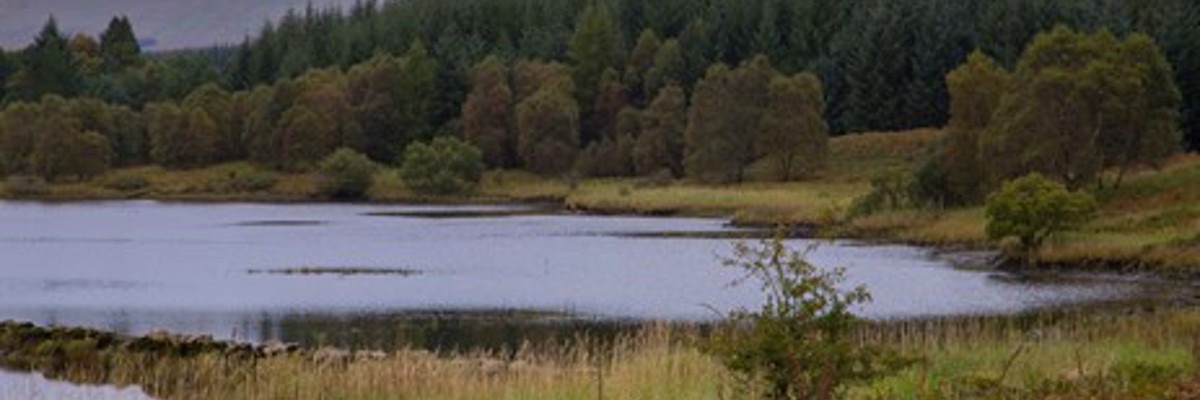 Carsphairn Community Woodland